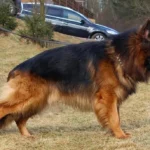 Dog Nutrition