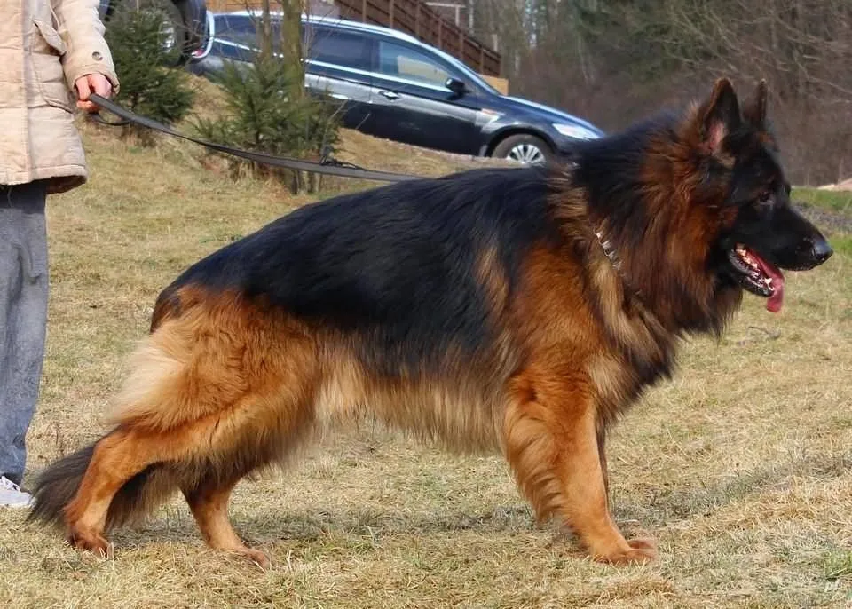 Dog Nutrition