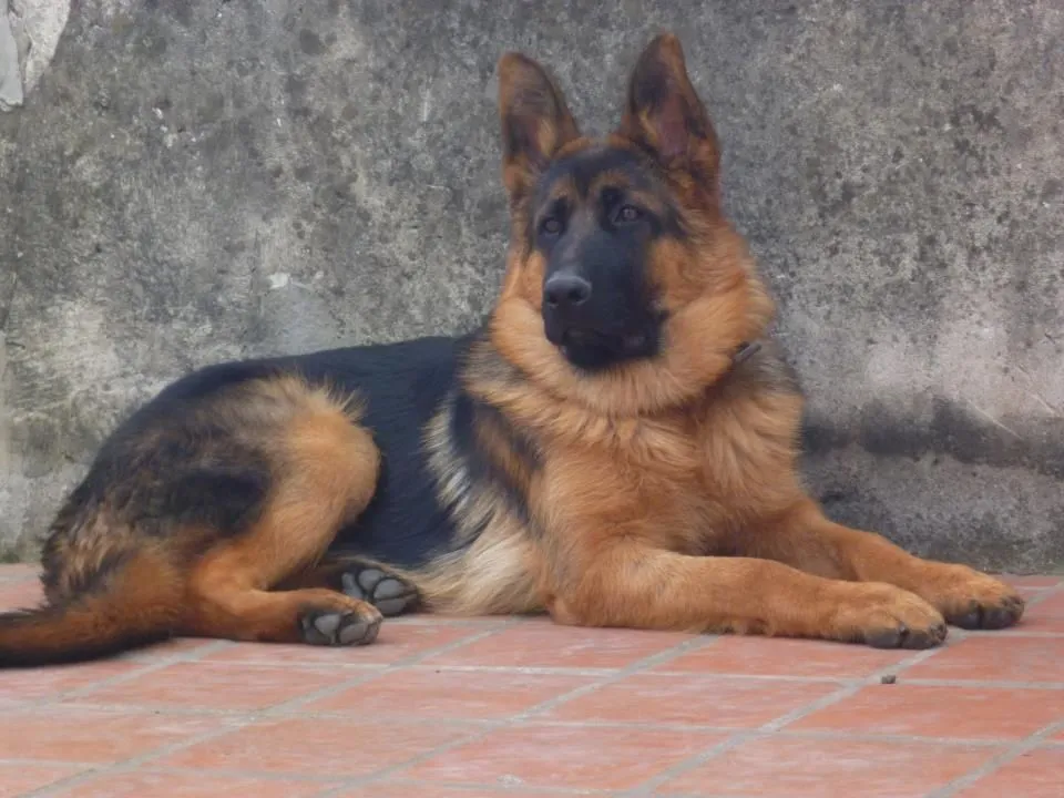 Dog Nutrition