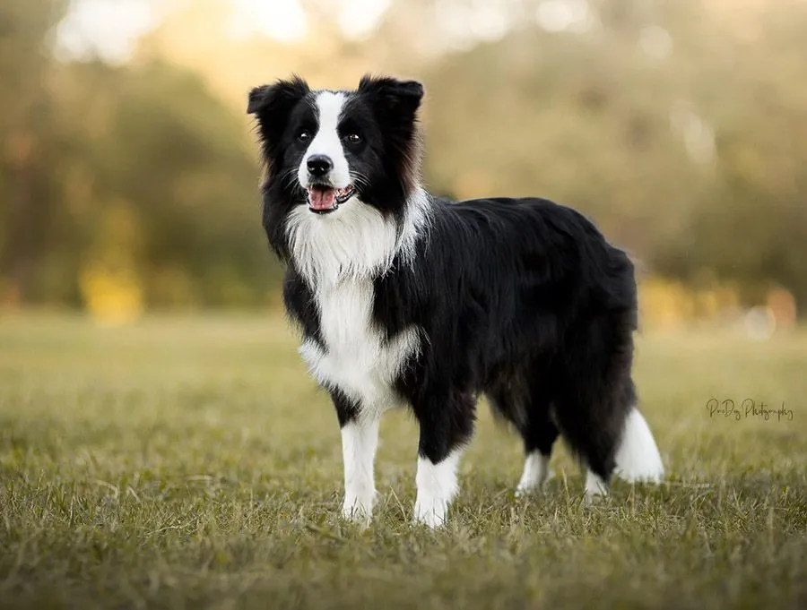 Dog Skin Allergies