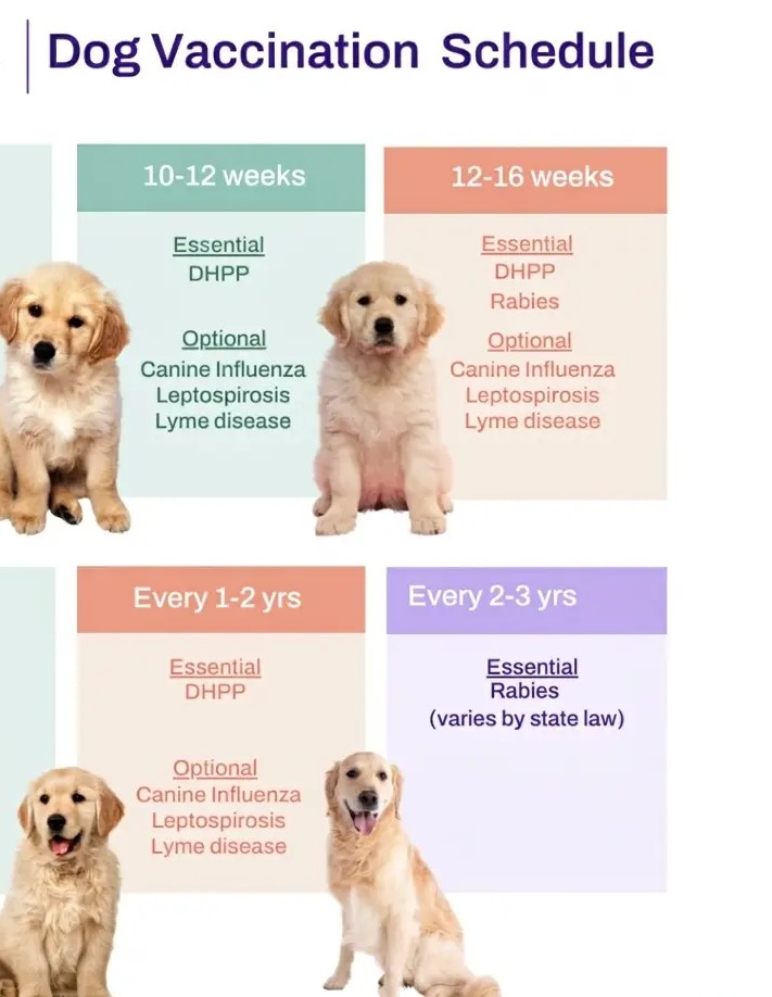 Dog Vaccination Schedule