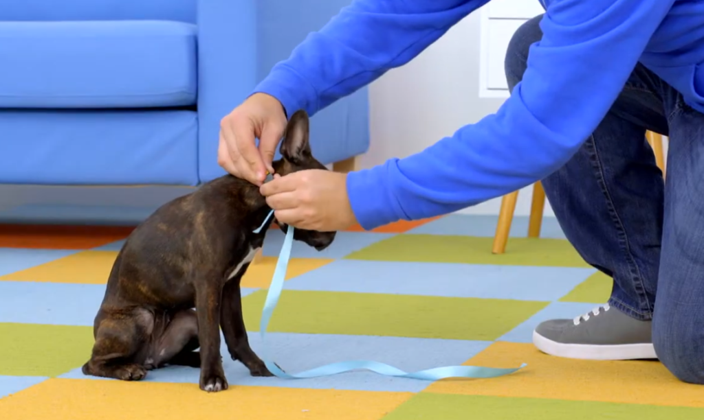 Leash Training Your Dog
