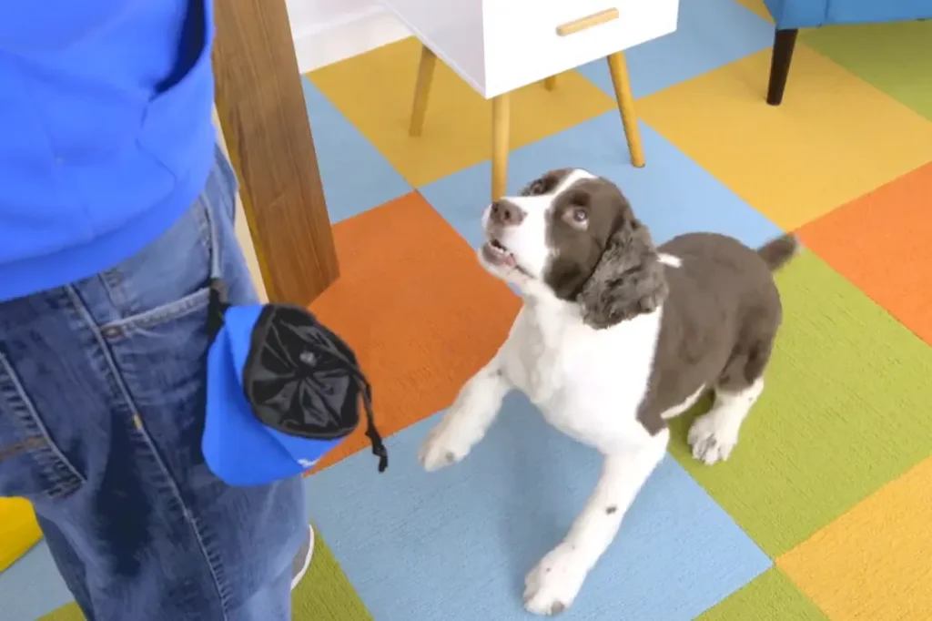 Leash Training Your Dog