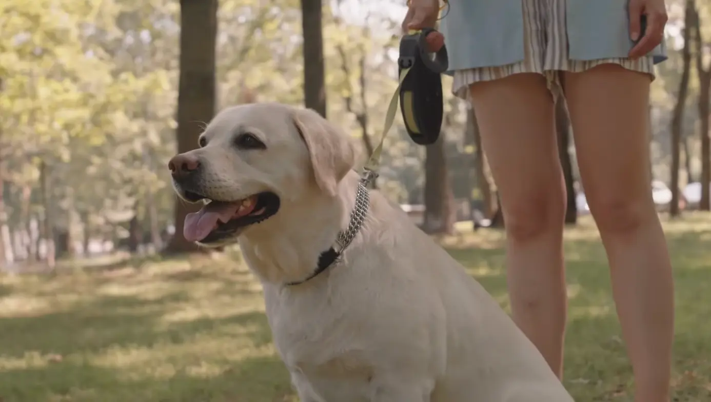 Labrador Retriever Temperament