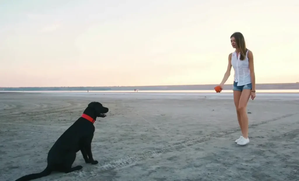 Labrador Retriever Temperament