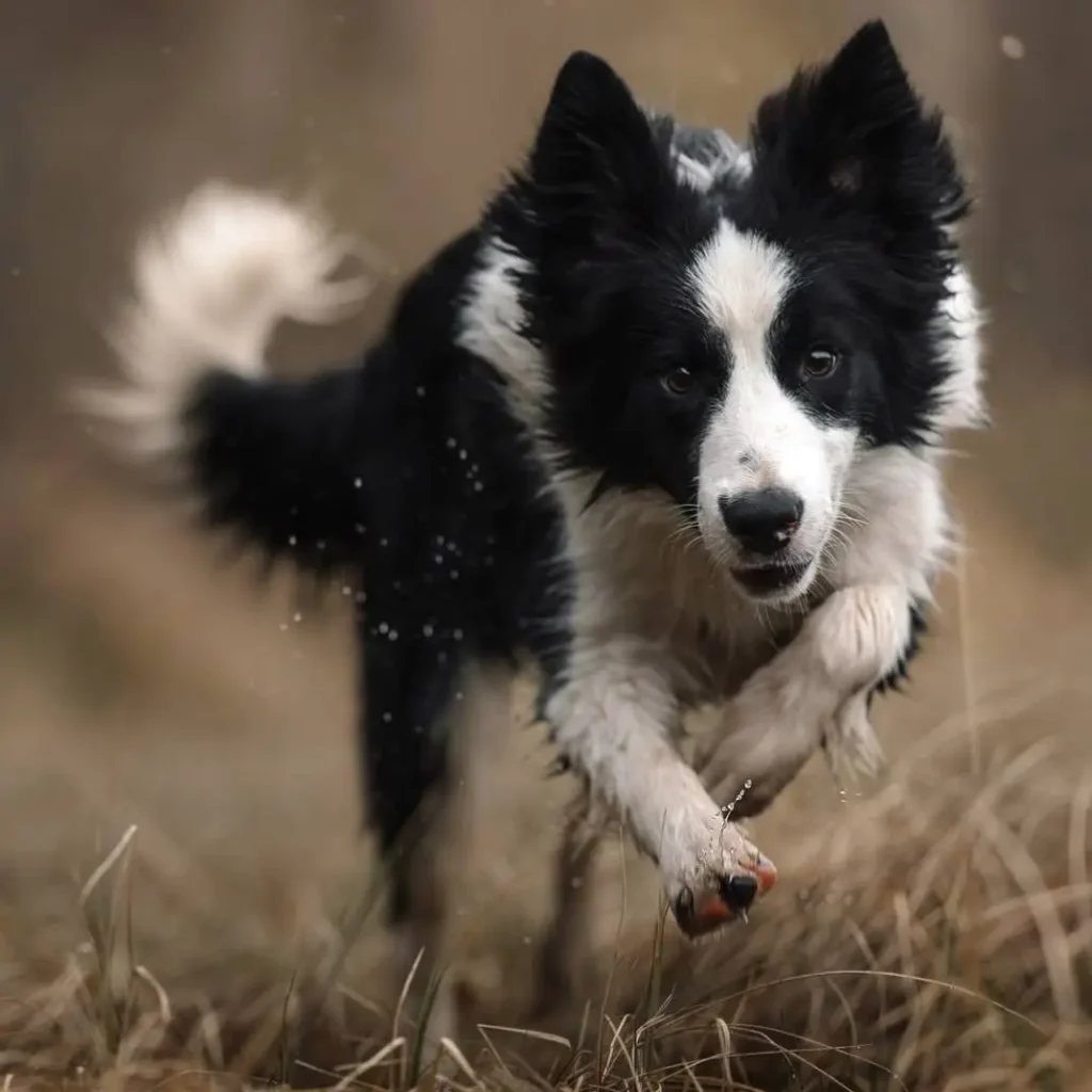 Dog Skin Allergies