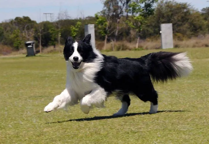 Dog Skin Allergies