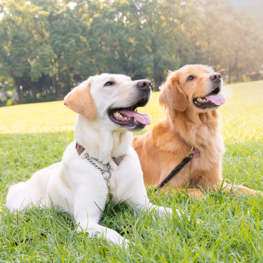 Golden Retriever vs Labrador