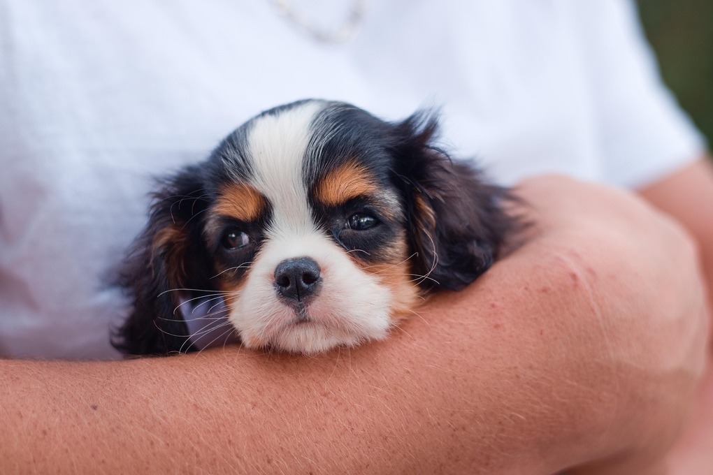 puppy-socialization