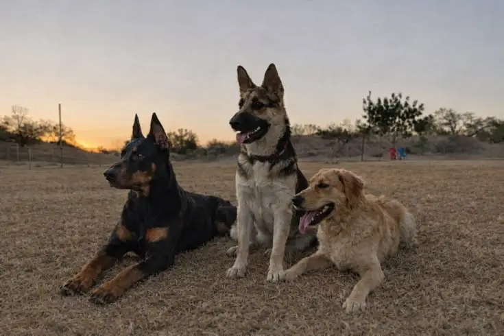 Dog socialization problems