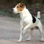 Dog behavior specialist