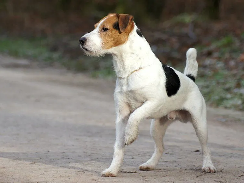 Dog behavior specialist