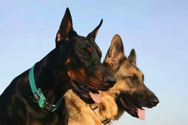 Dog socialization problems