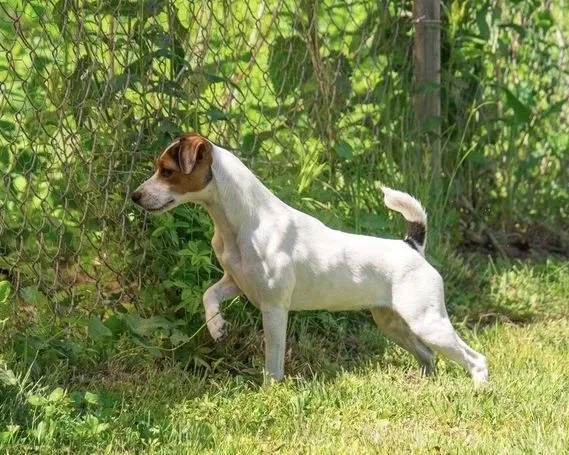 Dog behavior specialist
