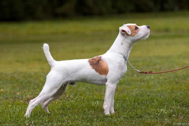 Dog behavior specialist