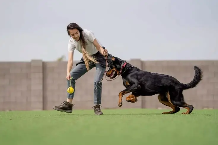 Dog Sports