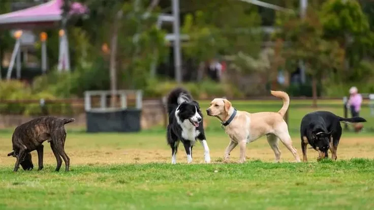 Dog Park Etiquette