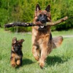 Adult Dog Training