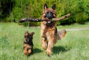 Adult Dog Training