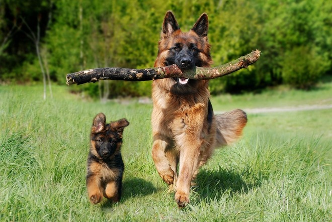Adult Dog Training