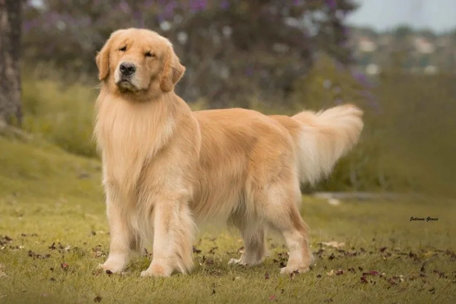 dog haircuts