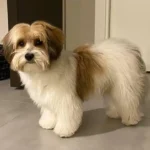 dog haircuts