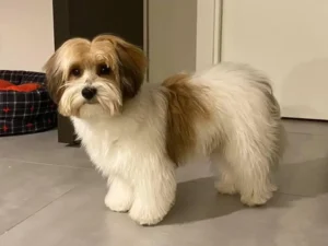 dog haircuts
