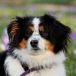 Shelter Dog Behavior