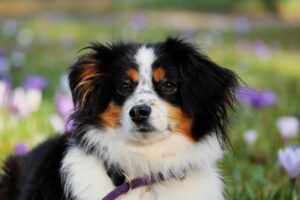 Shelter Dog Behavior