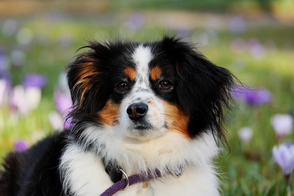 Shelter Dog Behavior