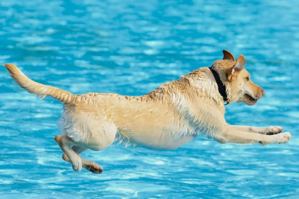 dog swimming
