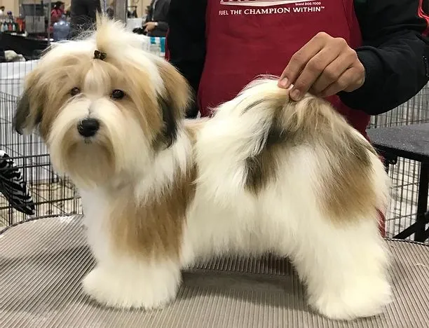dog haircuts
