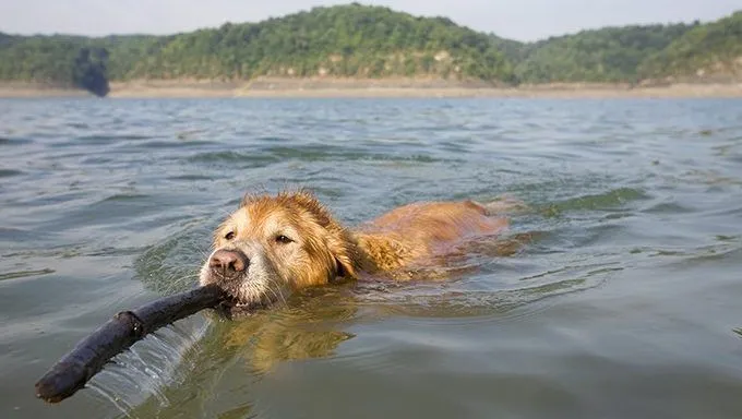 dog swimming