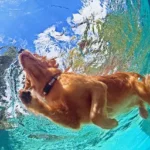 dog swimming
