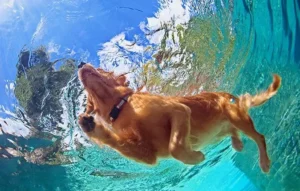 dog swimming