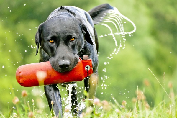 Why Adult Dog Training