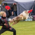Dog Sports