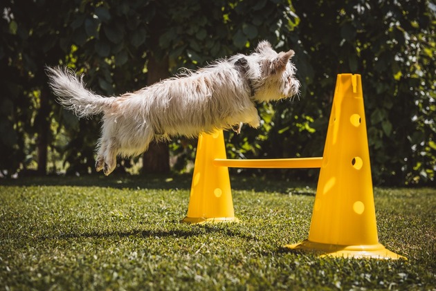 The Real Secret Behind Adult Dog Training