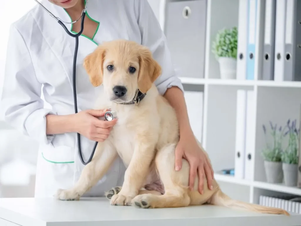 Dog Anxiety Symptoms