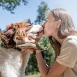 Foster to Adopt Dogs
