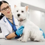 Dog Anxiety Symptoms