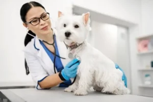 Dog Anxiety Symptoms