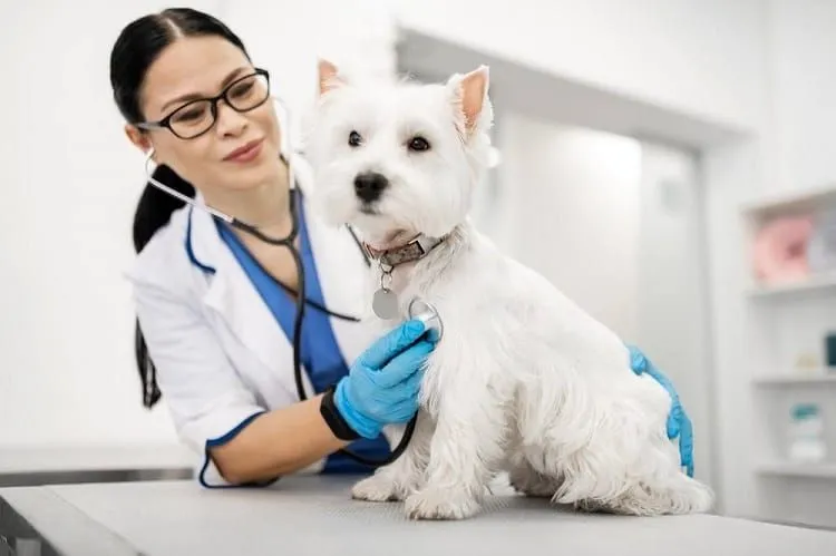 Dog Anxiety Symptoms