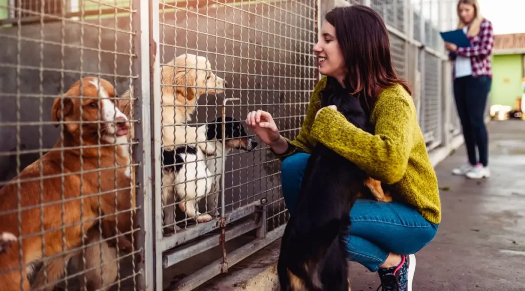 Shelter Dog Behavior