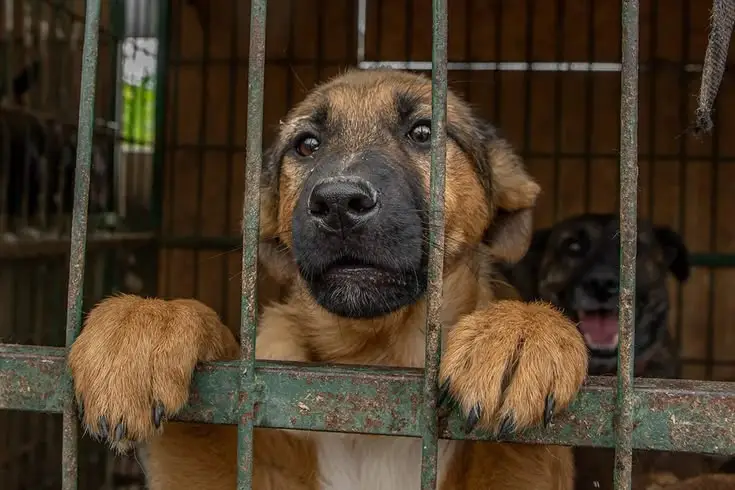 Shelter Dog Behavior